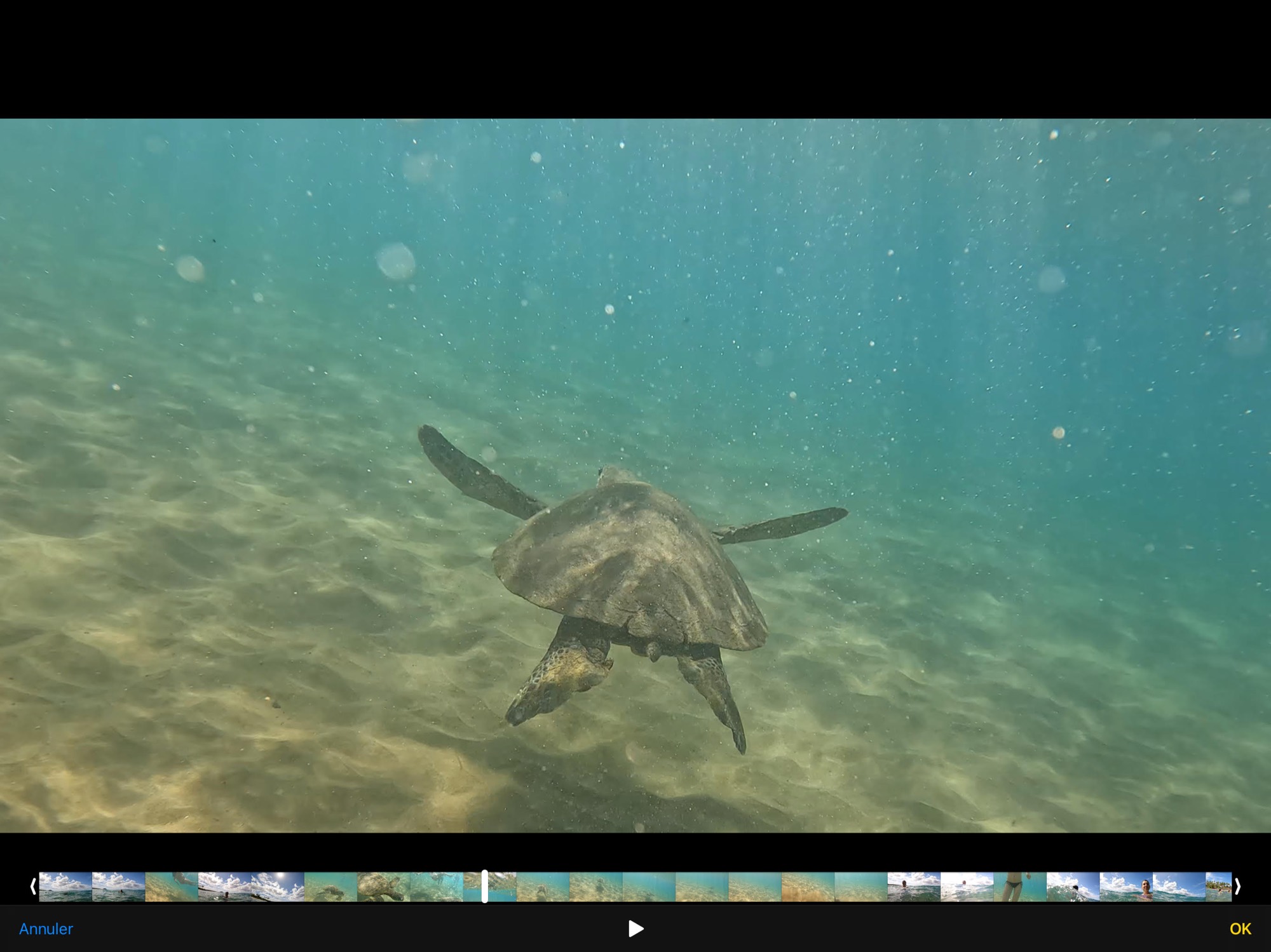 Tortue de mer honu nageant sous la surface